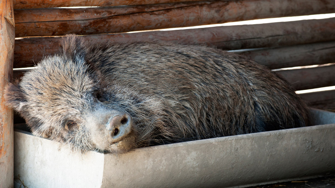 divoké prase Růženka